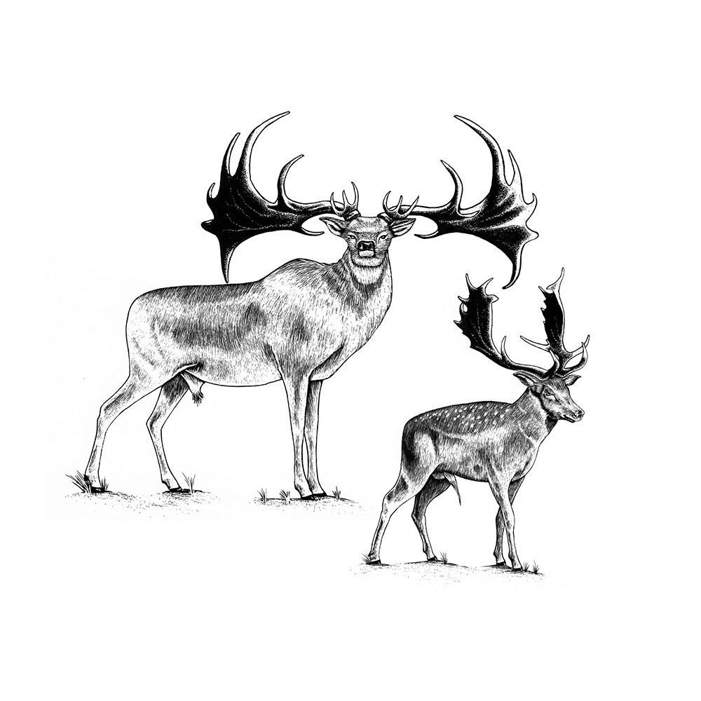 Irish Elk and Fallow Deer